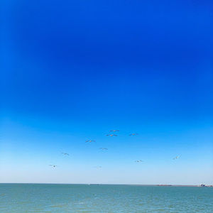 Meet your Posher, Juliet